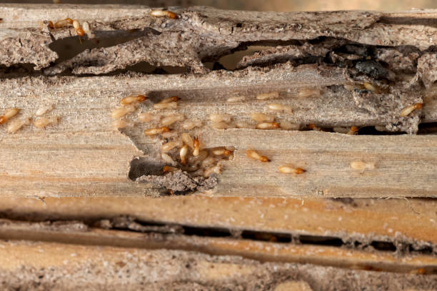 Best Wildlife Control Services  in Mauldin, SC